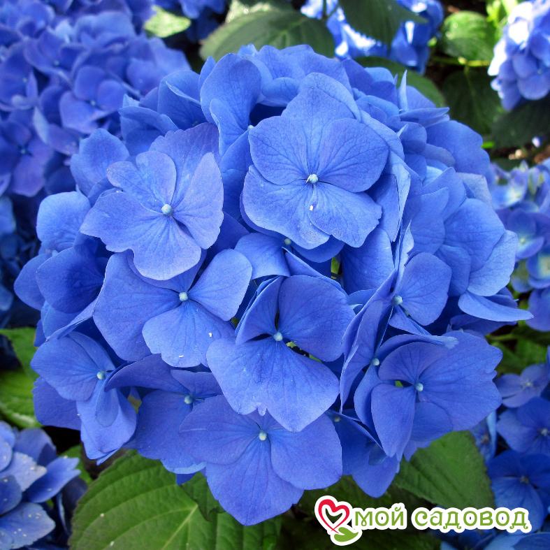Гортензия крупнолистная Блаумайзе ЗКС