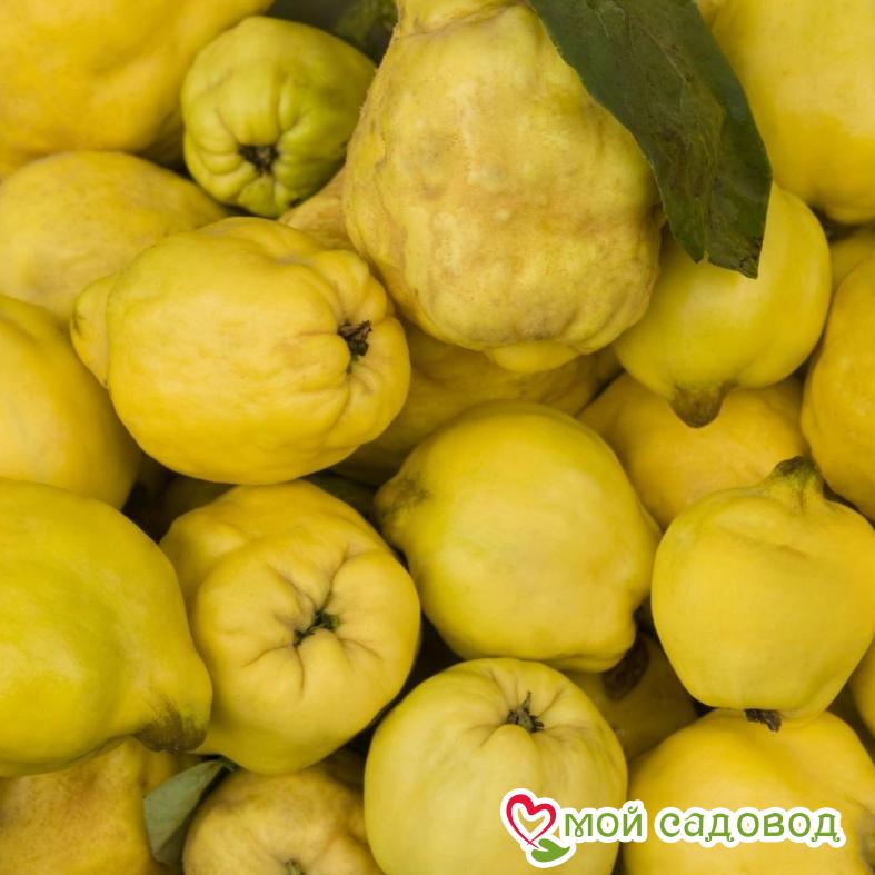 Айва Кодрянка