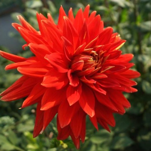 Георгина Вулкан